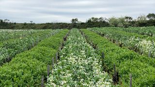 Tour e degustazione al Clos du Calvaire
