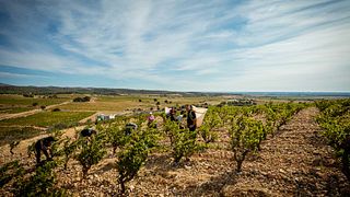 Wine Tasting and Tour at Domaine Boudau