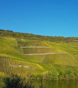 Degustação de vinhos e tour na vinícola SA Prüm