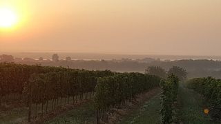 Degustação de vinhos e tour na Taschner Wine- And Sparklinghouse