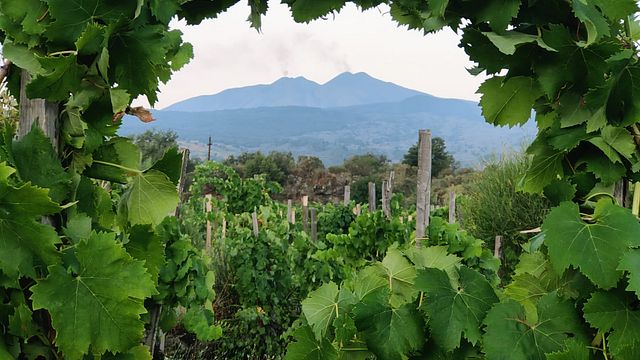 Enjoy a Scenic Picnic among Etna Vineyards