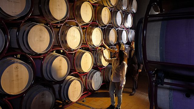 Tuscan Sensory Wine Journey in Bolgheri