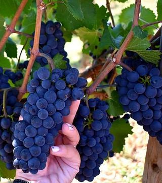 Cata de vinos y visita guiada a la finca Manolesakis
