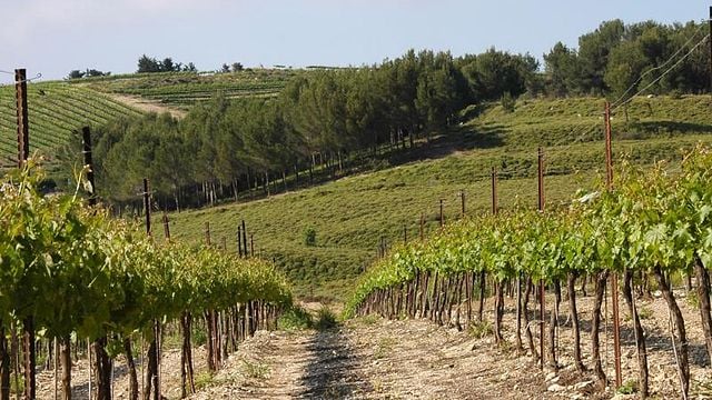Gush Etzion Winery