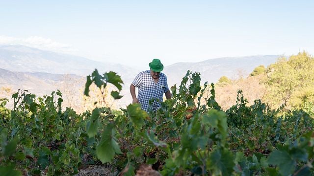 Bodegas Calvente Winery
