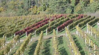 Visita y cata de vinos en Cà d'Michel