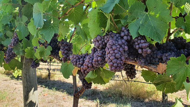 Degustazione di vini e tour presso Five Geese Wines