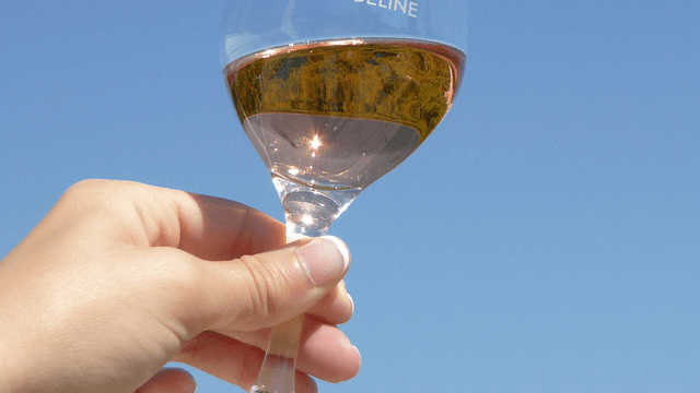 Degustazione di vini e visita al Domaine de la Jobeline