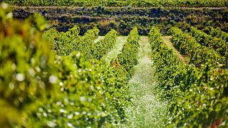Wine Tasting & Gastronomic Picnic in the Vineyards – Edetària Experience