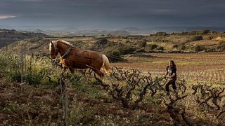 Biodynamic Rioja Wine Tour & Tasting at Bodegas Bhilar