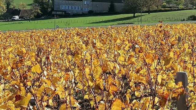 Wine tasting and tour at Domaine Du Château De Messey