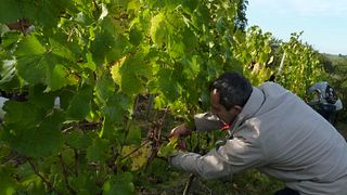 Domaine Blouin