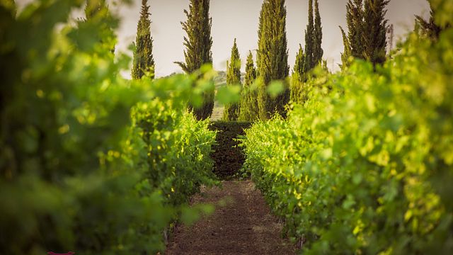 I Vini del Cavaliere: A Legacy of Winemaking