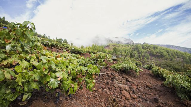 Tenerife, isla de singulares vinos volcánicos