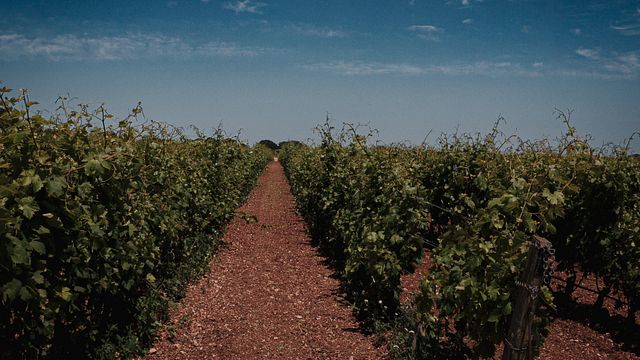  Visite d'un domaine viticole et dégustation de vins classiques à Tenute Girolamo dans la Vallée d'Itria