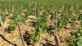 Domaine Boussard