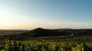 Dégustation de vins de l'Alentejo à Howard's Folly