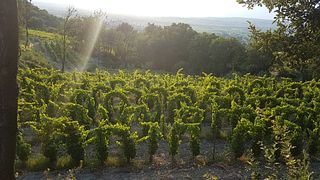 Dégustation de vins et visite du Château Cohola