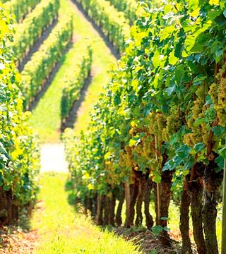 Winery Fischer