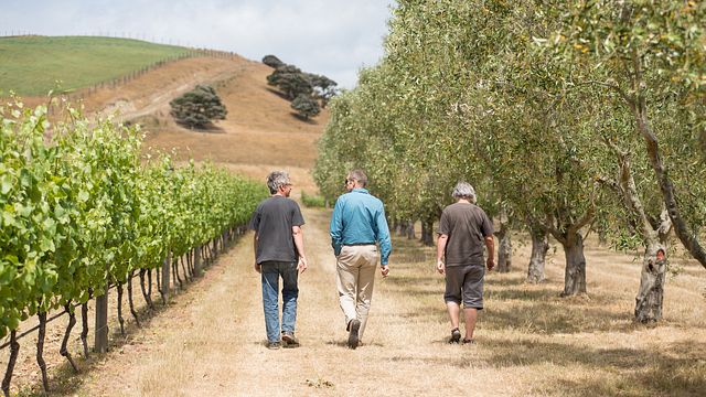 The Elder Pinot