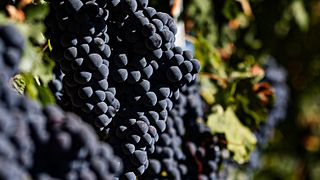 Wine Tasting at Bodegas Carramimbre