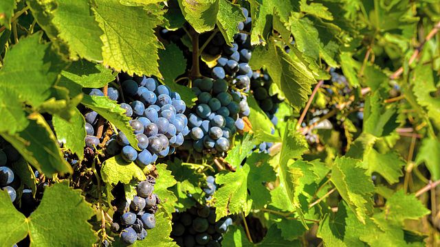Wine tasting outdoor or in cellar depending on the climate. Chianti Classico, Super-Tuscan and Rosè experience