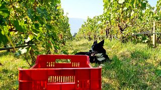 Balter Winery