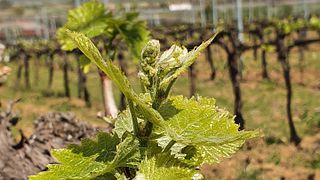 Degustação de vinhos e tour na Cantina Del Giusto