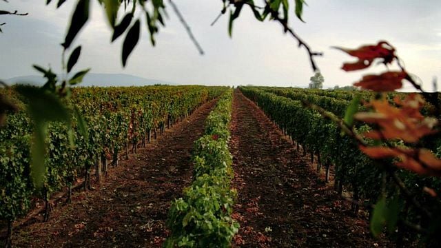 Upper Hungary Wine Journey at Centurio