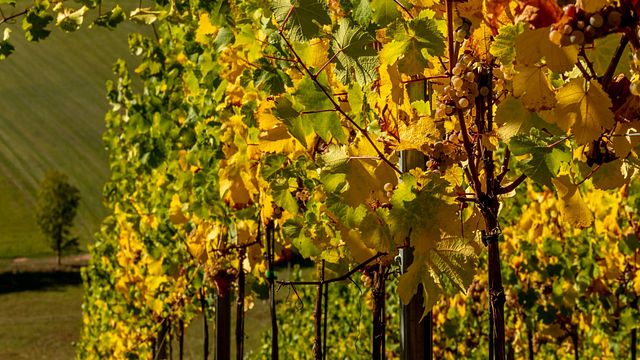 Degustação de vinhos clássicos e tour em Margarethenhof - Weingut Weber