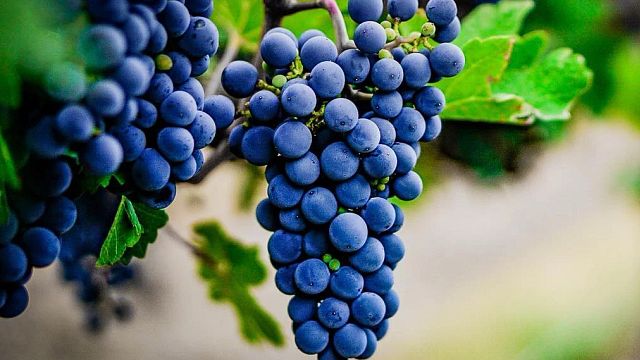 Mediterranean Wine & Taverna Feast in Washington