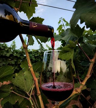 Dégustation de vins et visite à l'Azienda Agricola Melillo