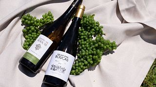 Vinho Verde Tasting & Cellar Tour at Solar Das Bouças