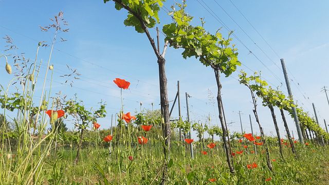 Degustação de vinhos e caminhada relaxante no vinhedo da vinícola Annafrancesca - Experiência exclusiva