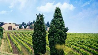 Vinprovning och rundtur på Domaine de la Louvière