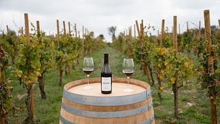 Paseo guiado y cata de vinos Gourmet
