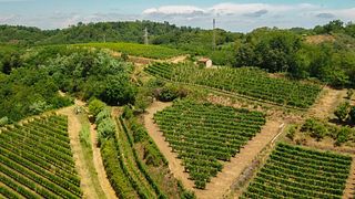 Piedmont Vineyard Tour & Wine Tasting at Poderi Vaiot