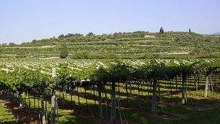 Dégustation de vins haut de gamme chez Castellani Michele & Figli