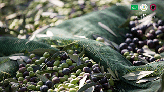 Visita con cata privada de aceite de oliva virgen extra (Laudemio)