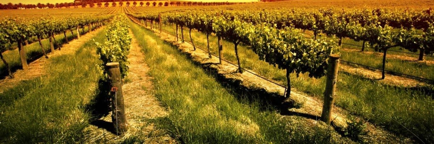 stunning-vineyard-sunset_t0l139