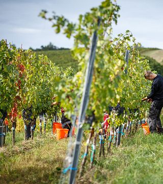 Cata de vinos y visita guiada en Weingut Mad