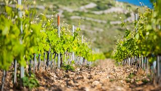 Dégustation de vins et visite à Kairos Vina
