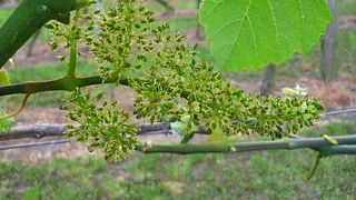 Cata de vinos y visita guiada en Weingut KHS