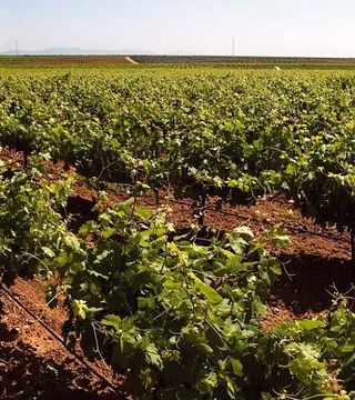 Degustazione di vini e visita alle Bodegas Viticultores De Barros