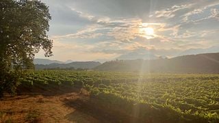 Tenute Pacelli Winery