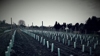 Degustazione di vini e tour presso Weingut DI Johanes Stuttner