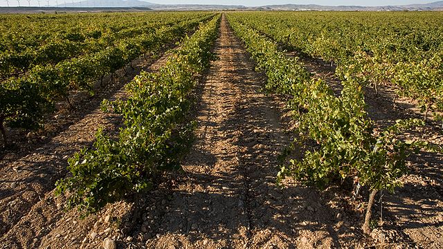 Weinprobe und Führung bei Bodegas Corellanas