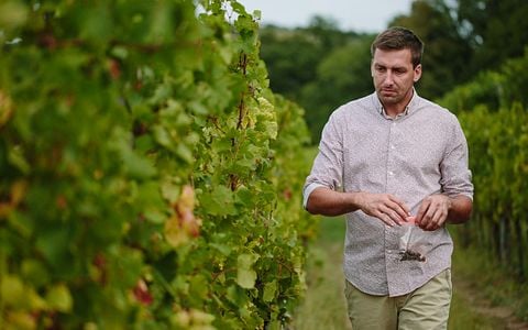 Wine Tasting and Tour at Stekar Wines