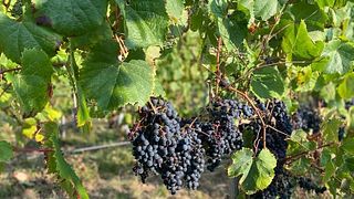 Laboratorio di vino e prodotti locali allo Chateau Lagrezette