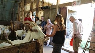 Queso y vino del norte del Ródano